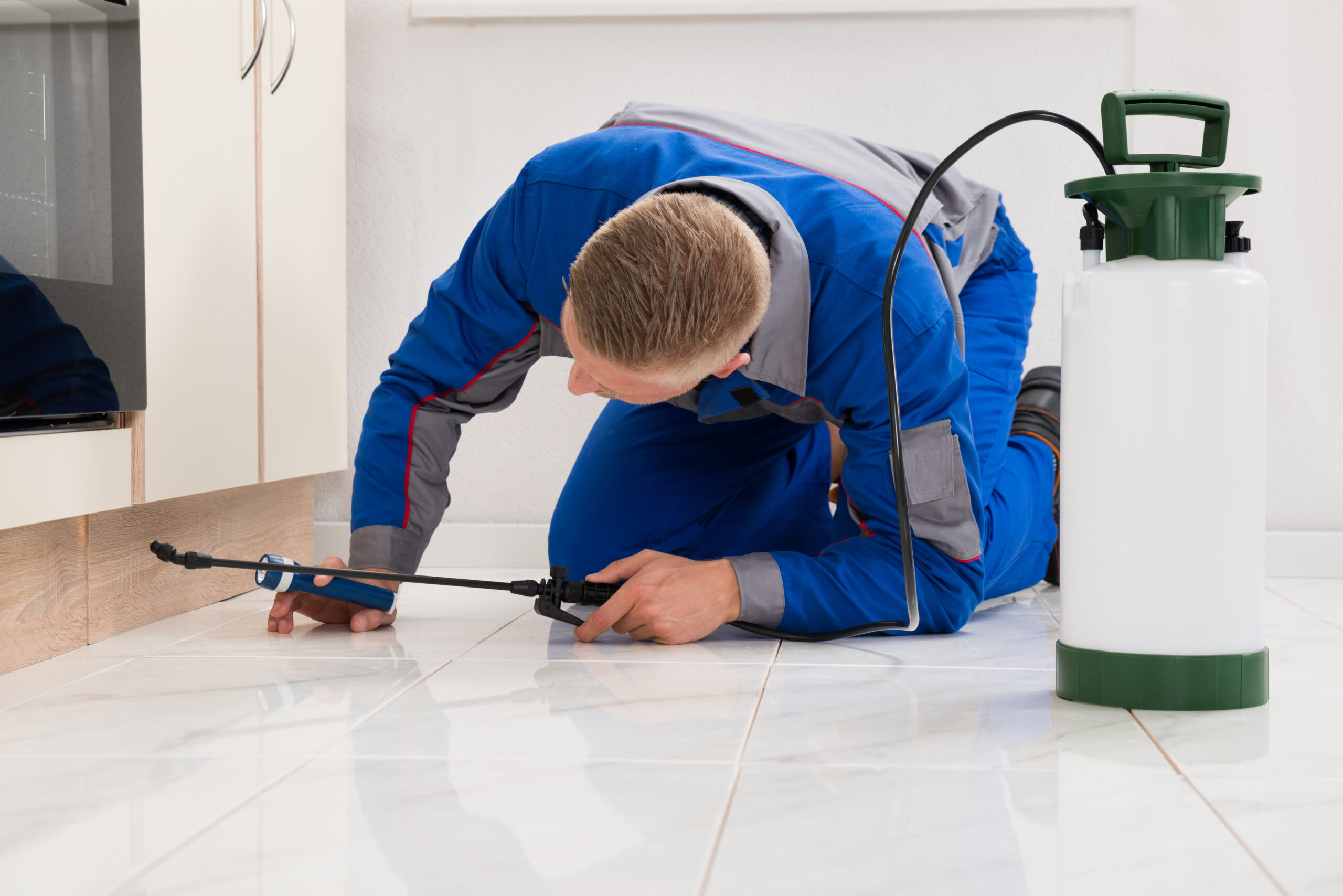 Ants Removal Technician Solon